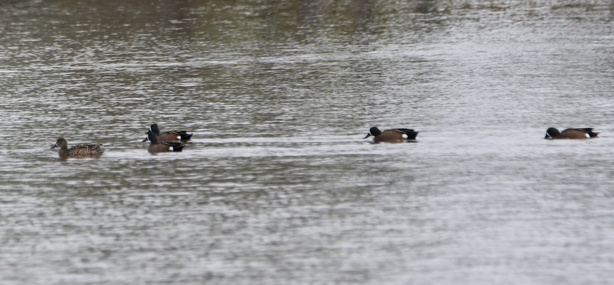 Blue-winged Teal - ML617583432