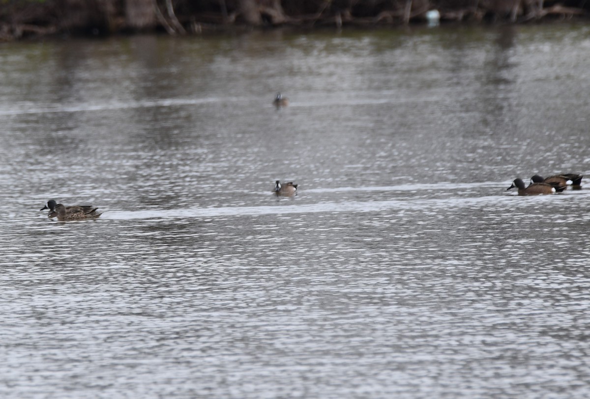 Blue-winged Teal - ML617583433