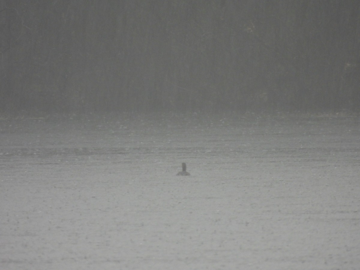 Pied-billed Grebe - ML617583486