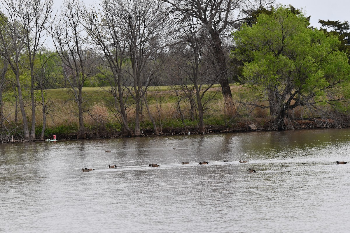 Blue-winged Teal - ML617583501