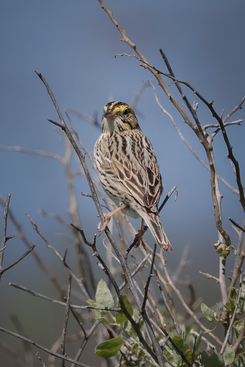 Savannah Sparrow - ML617583515