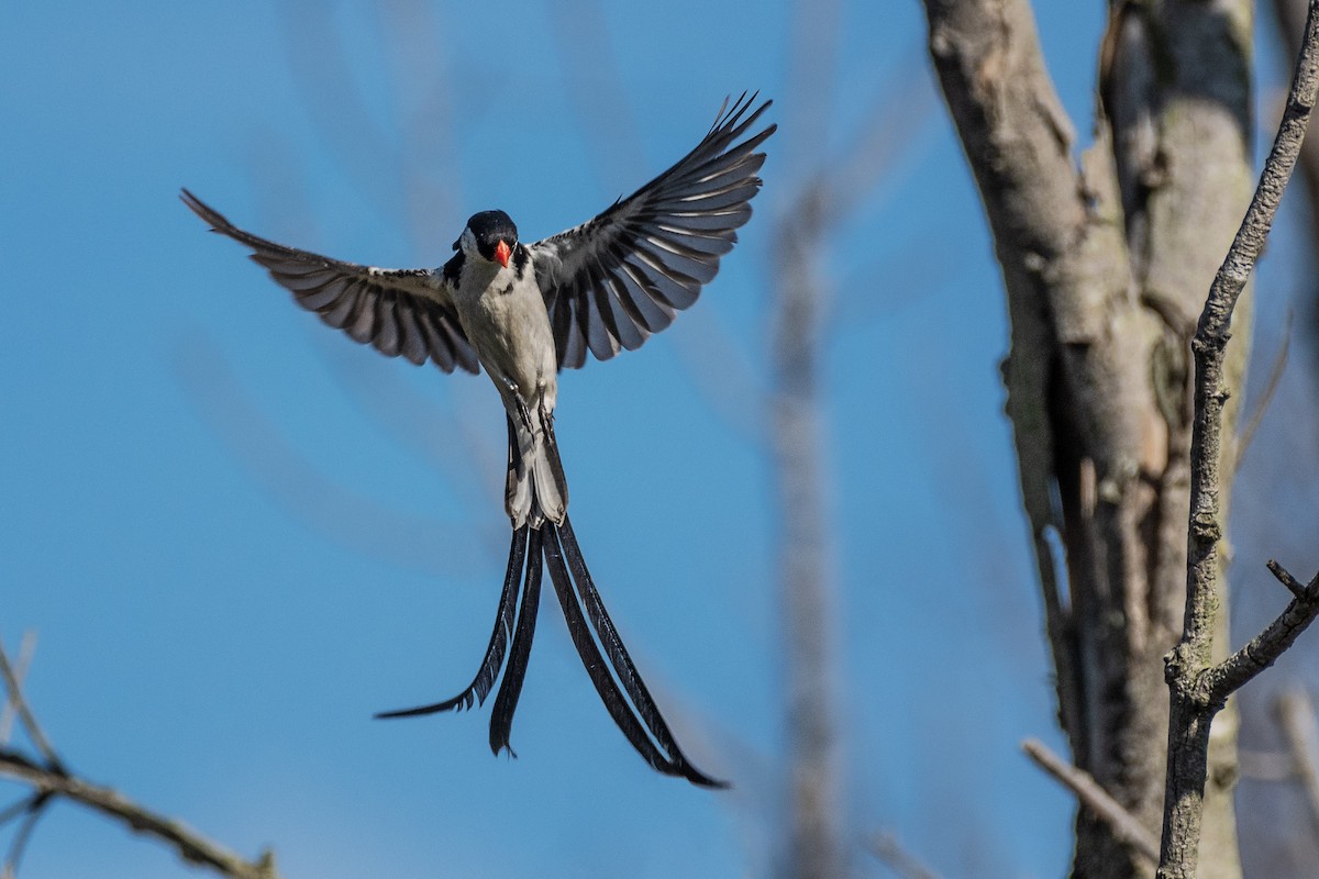 Pin-tailed Whydah - ML617583548