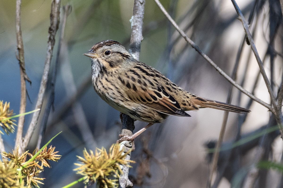 Song Sparrow - ML617583551