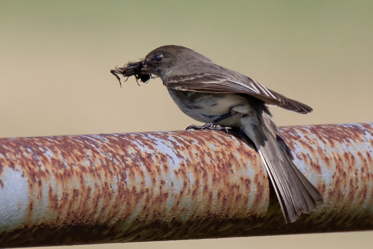 Eastern Phoebe - ML617583565