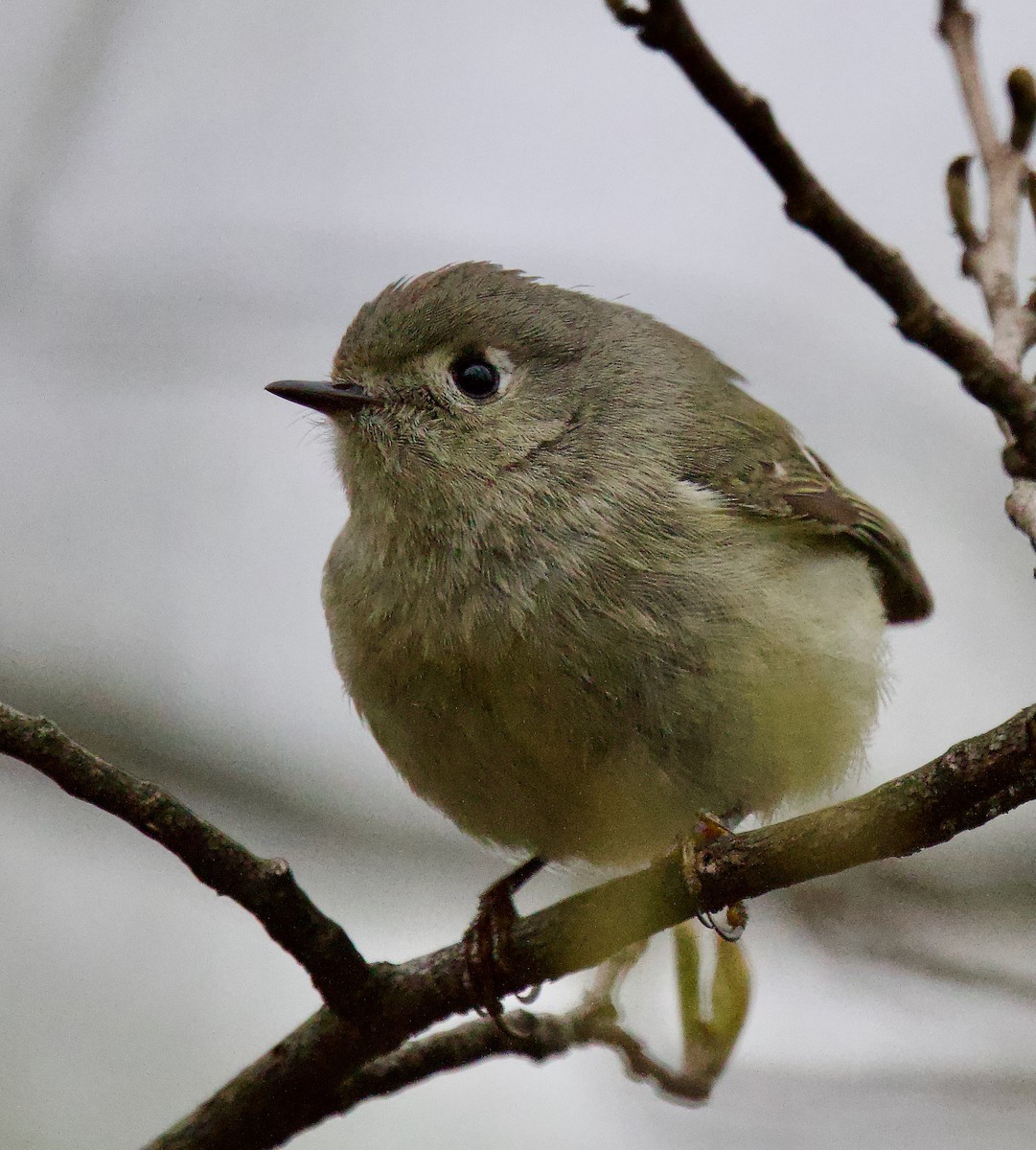 Ruby-crowned Kinglet - ML617583626