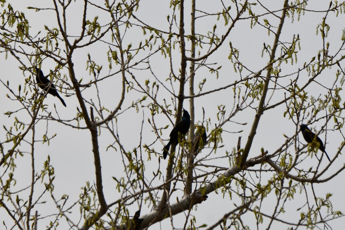 Common Grackle - ML617583635