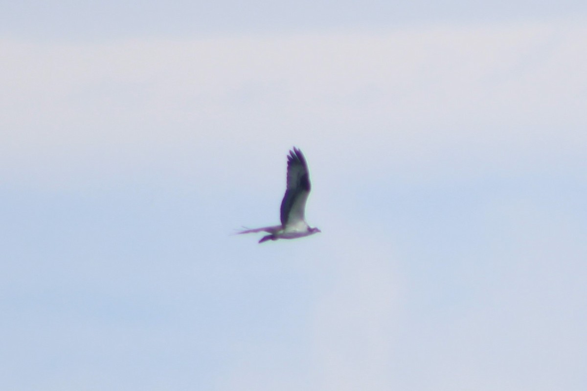 Osprey (carolinensis) - ML617583641