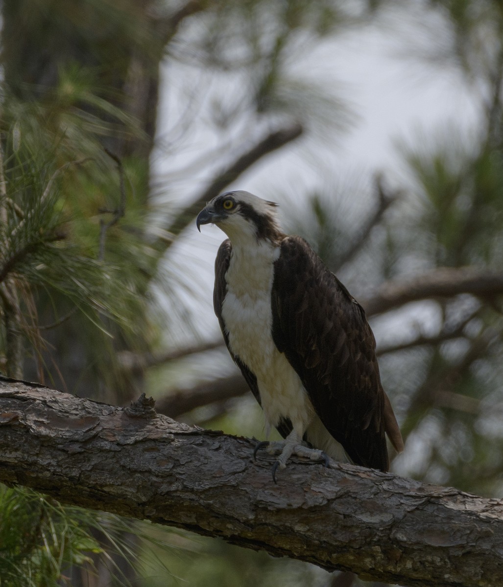 Águila Pescadora - ML617583659