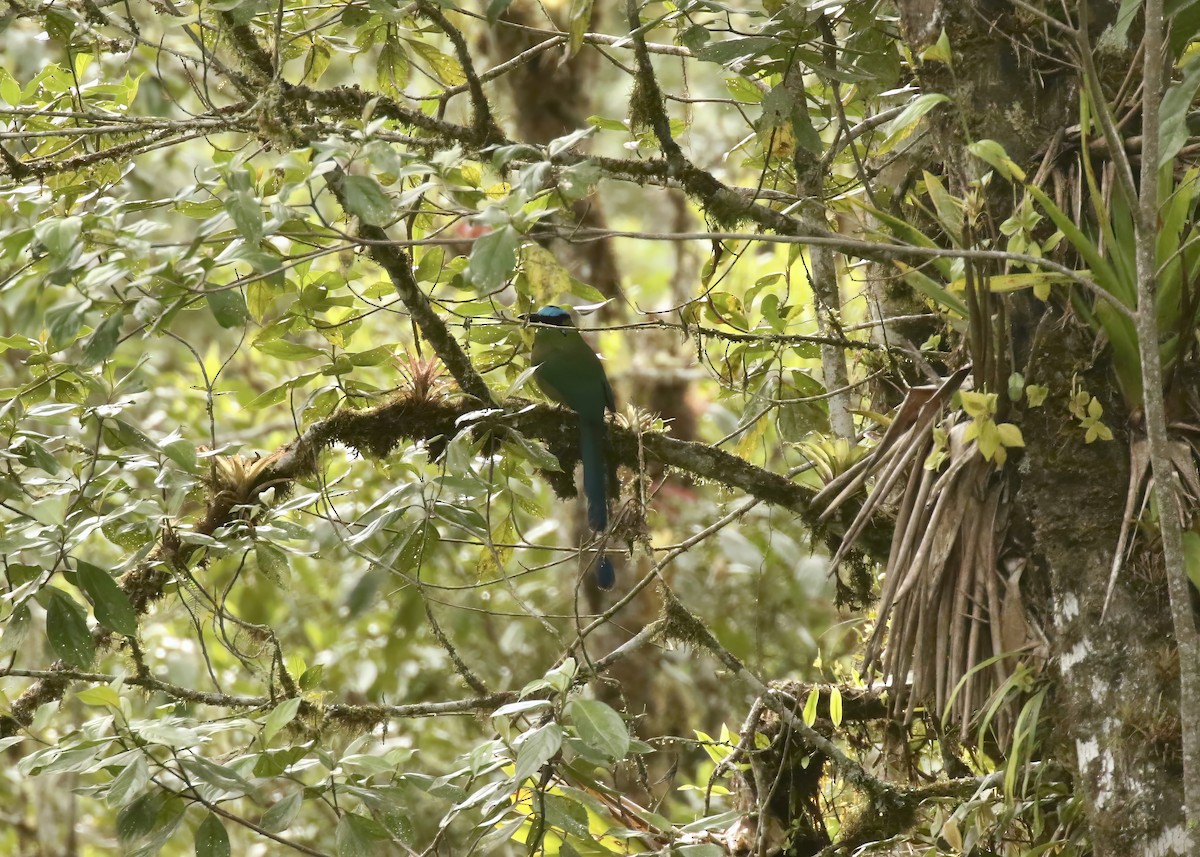 Andean Motmot - Katrina Moilanen