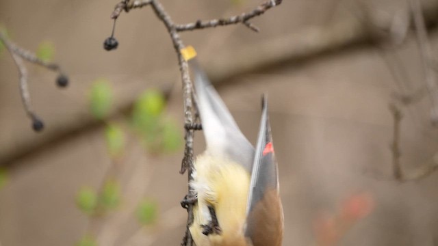 Cedar Waxwing - ML617583678