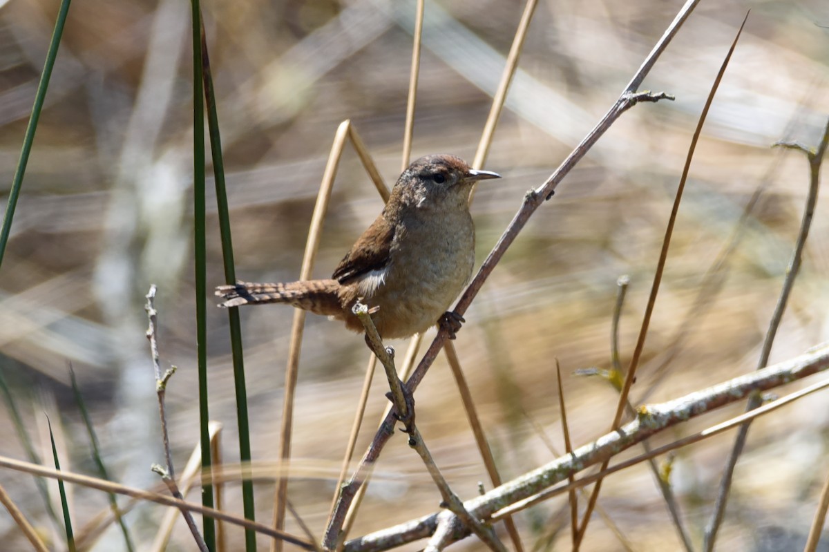 Marsh Wren - ML617583708