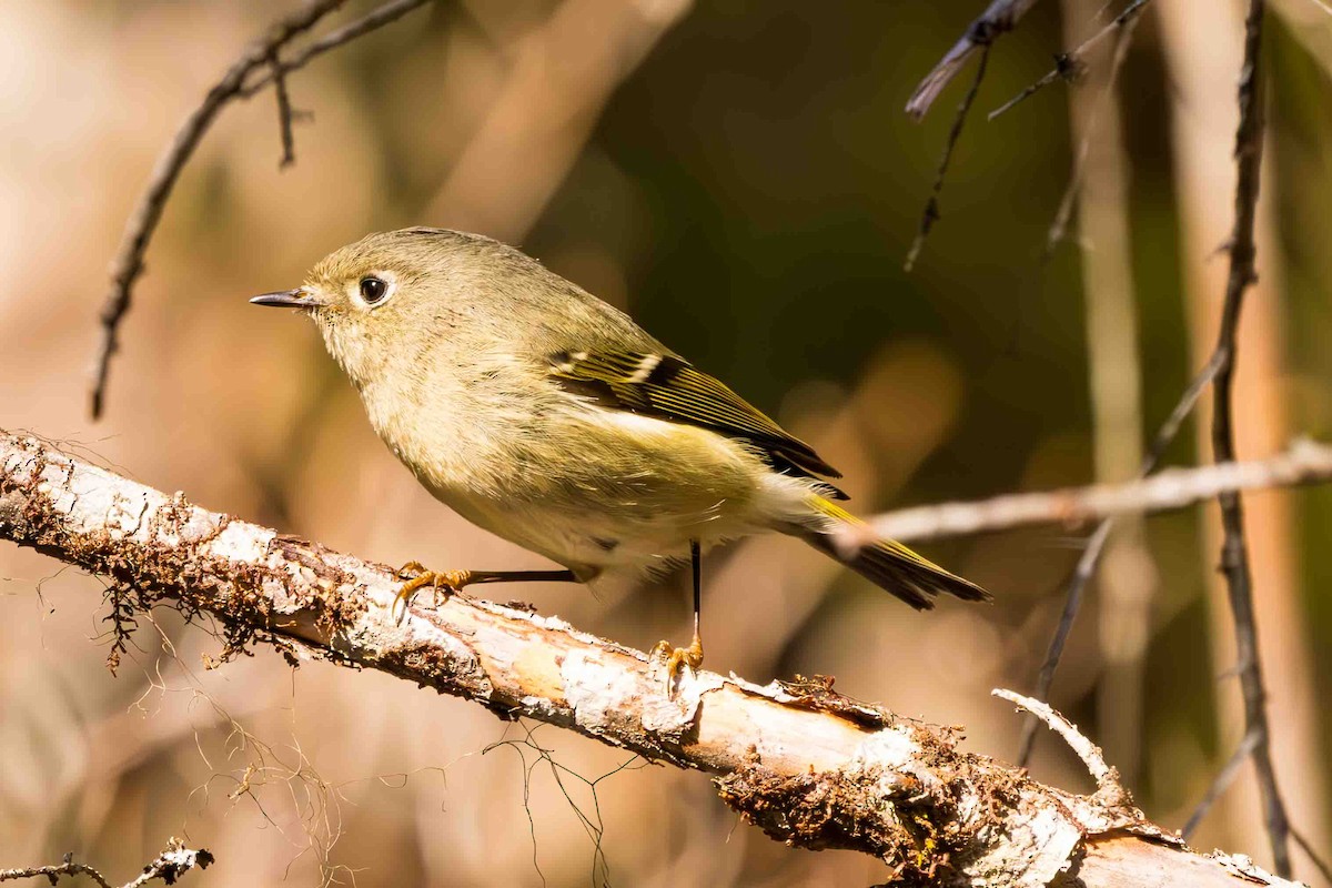 Ruby-crowned Kinglet - ML617583785