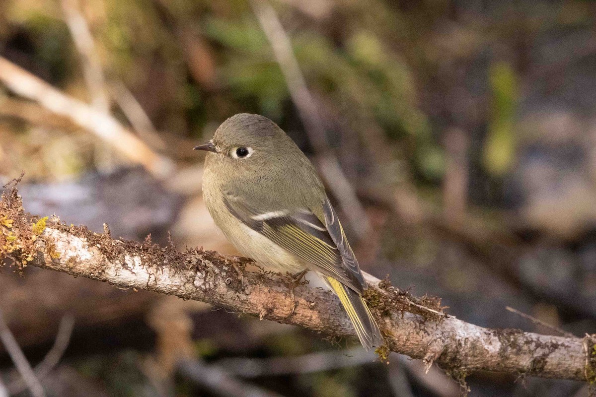 Ruby-crowned Kinglet - ML617583801