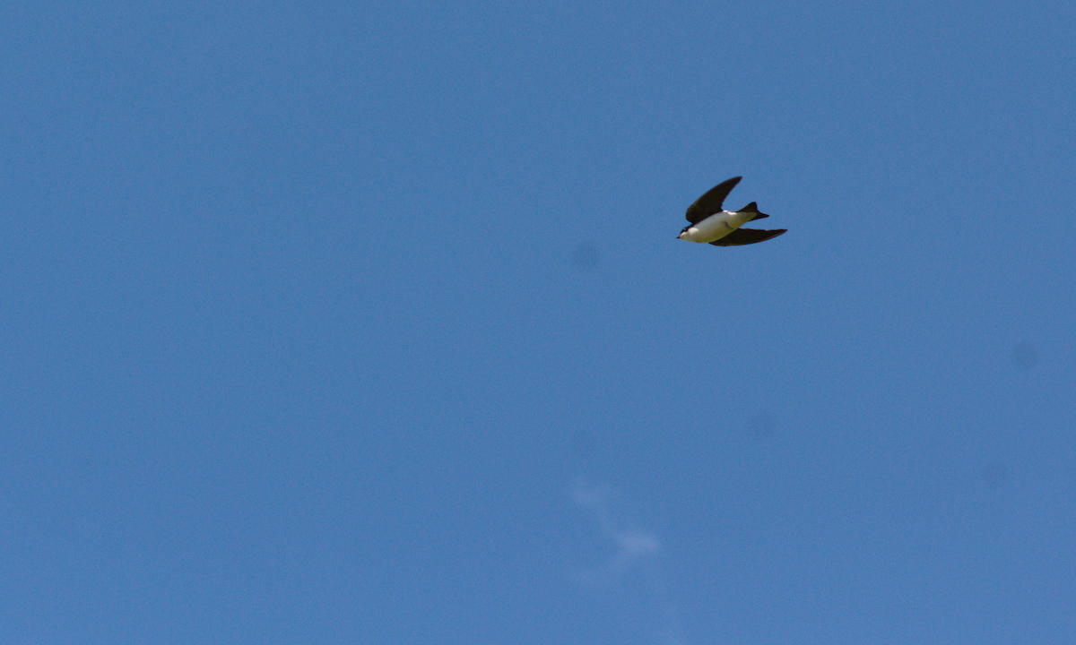 Tree Swallow - G A