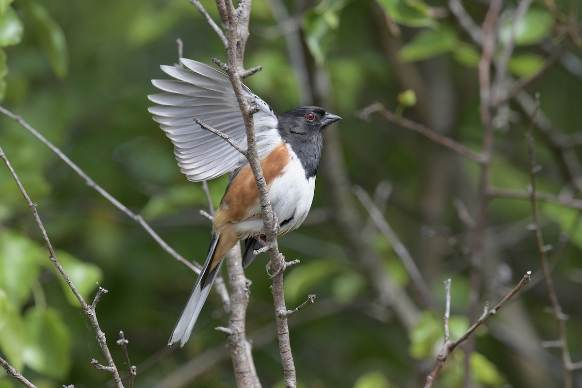 Eastern Towhee - ML617584010