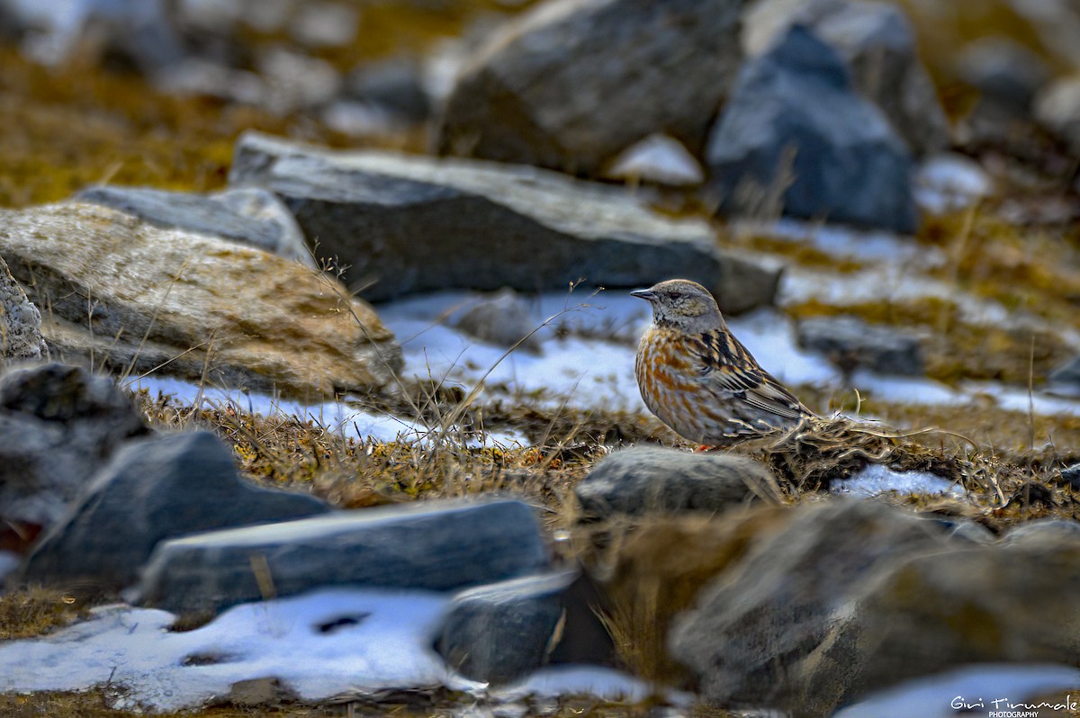 Altai Accentor - Giri Tirumale