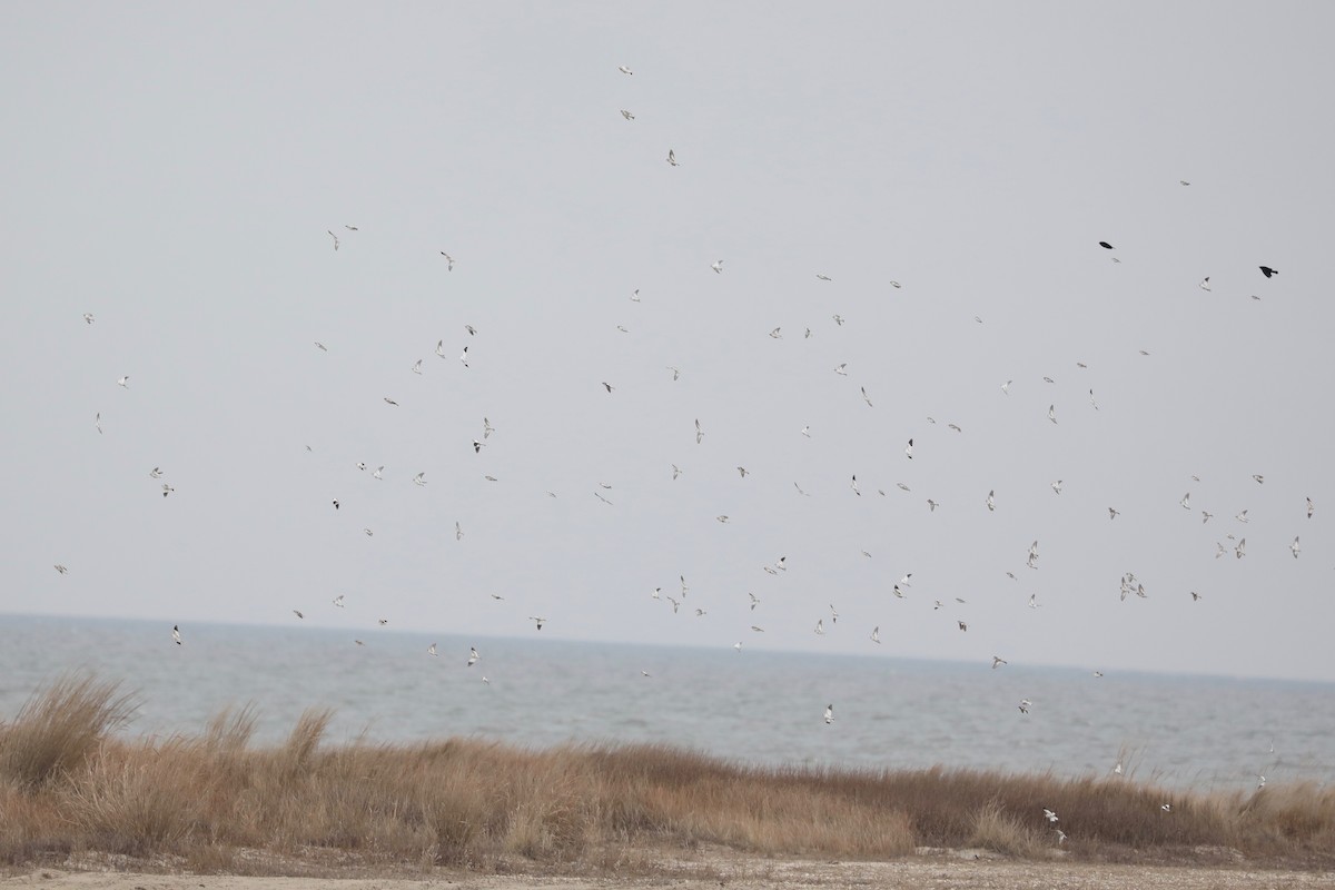 Snow Bunting - ML617584083