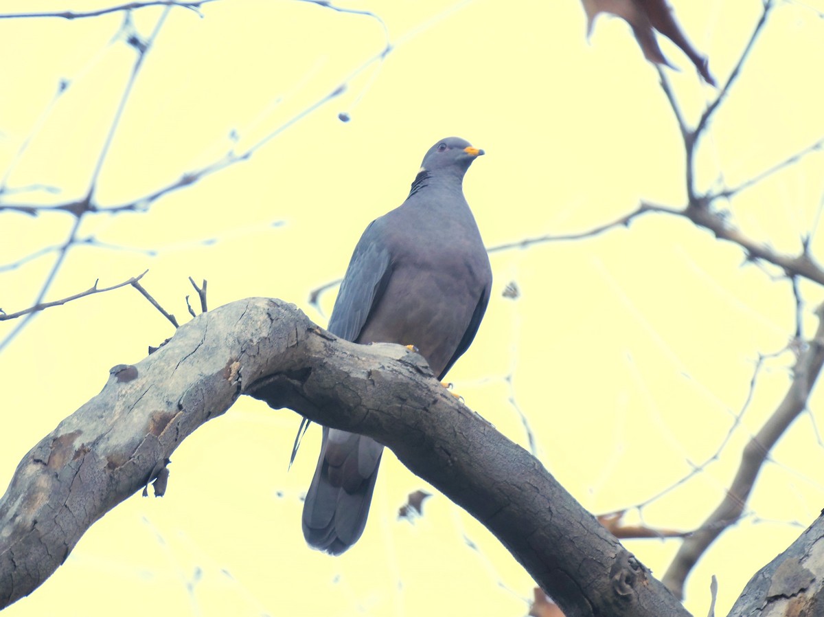 Band-tailed Pigeon - Brett Hartl