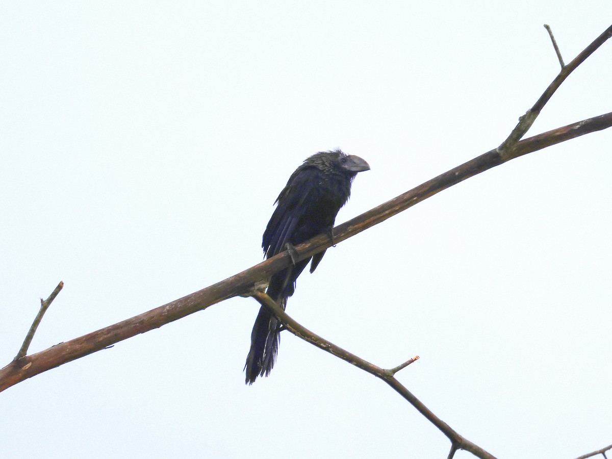 Smooth-billed Ani - ML617584128