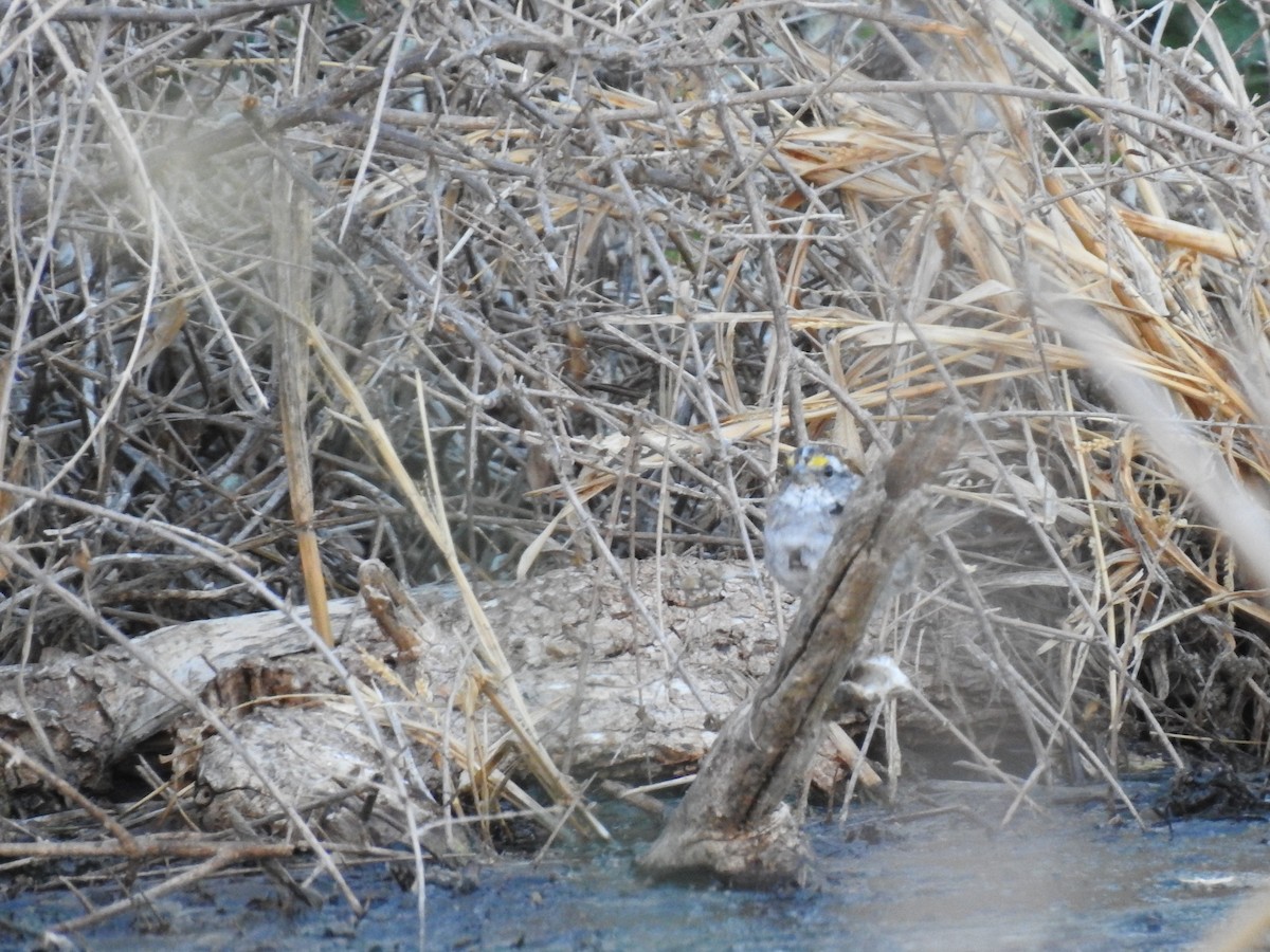 White-throated Sparrow - ML617584179