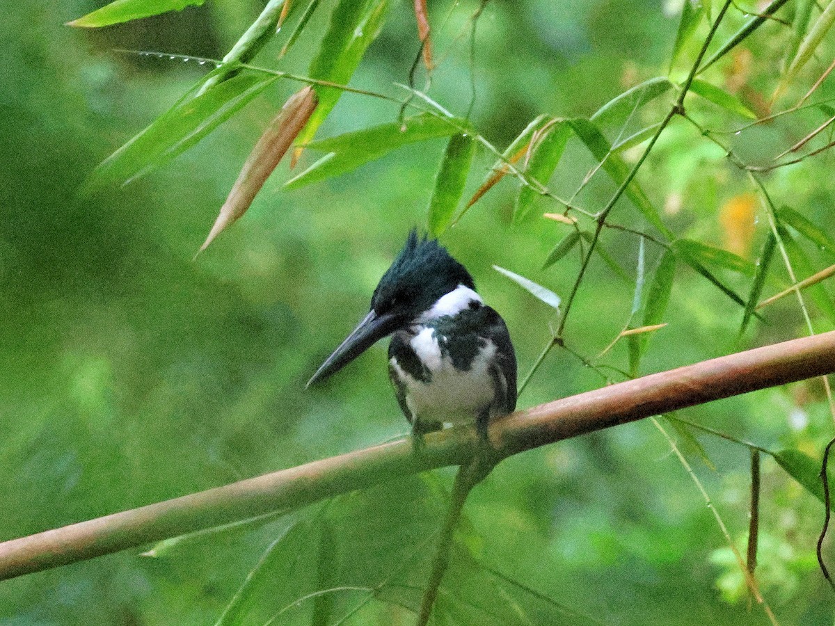 Martin-pêcheur d'Amazonie - ML617584265