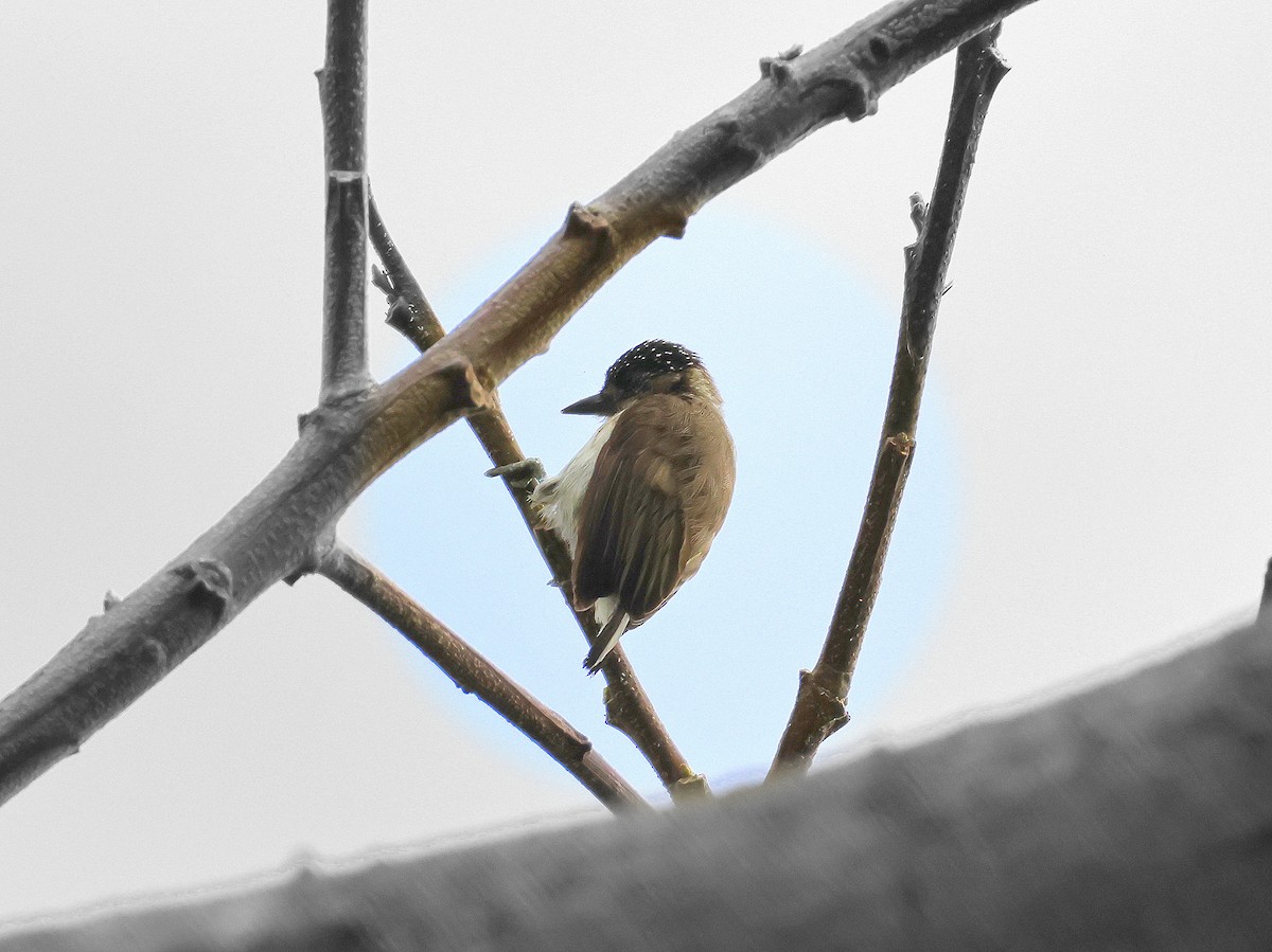 Grayish Piculet - ML617584279