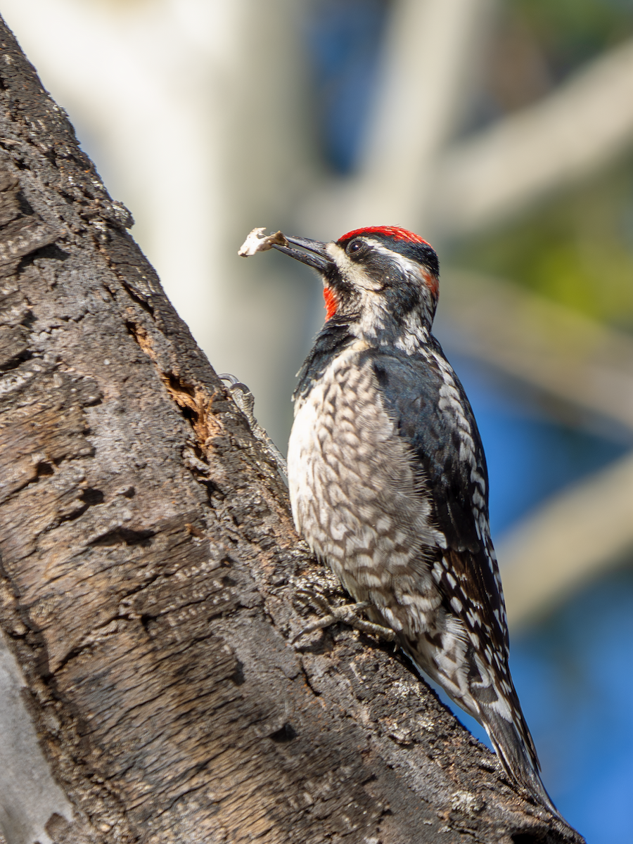 Red-naped Sapsucker - ML617584301