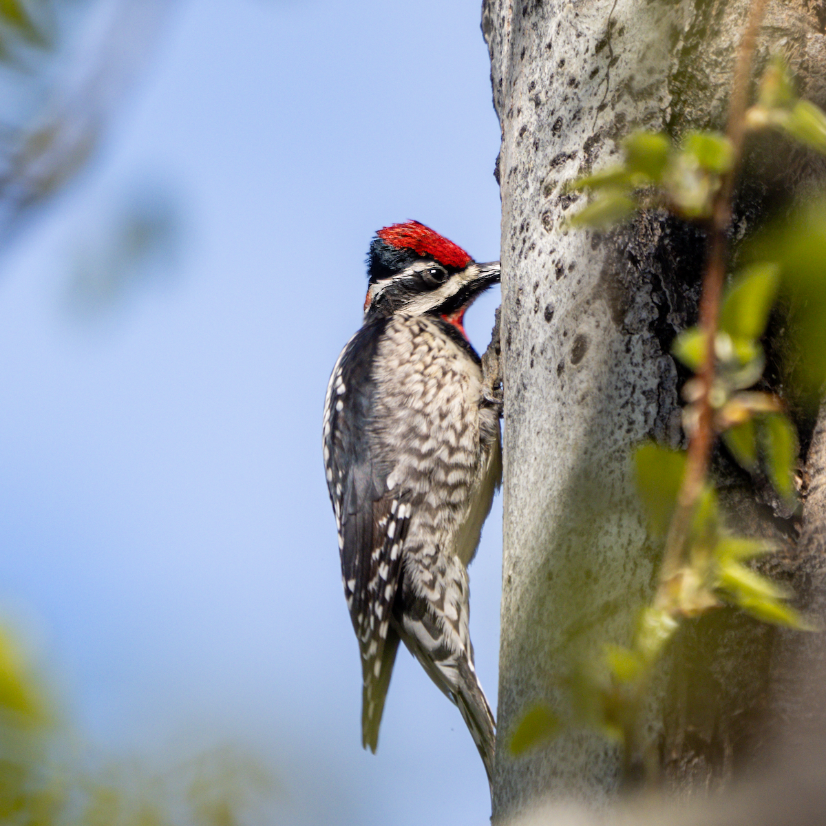 Red-naped Sapsucker - Vivian Manning