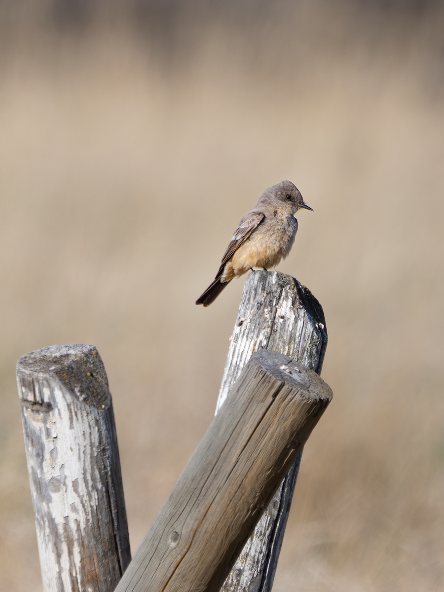 Say's Phoebe - ML617584309