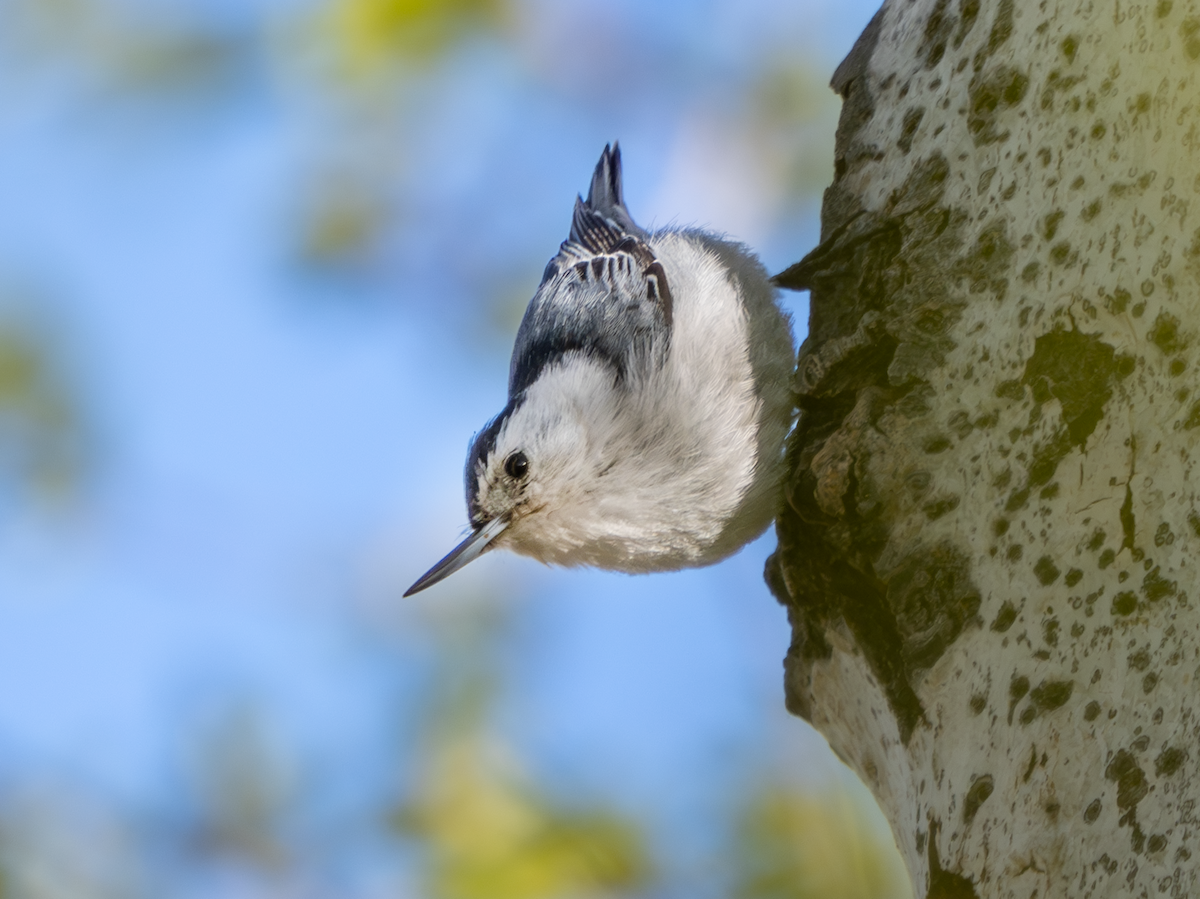 White-breasted Nuthatch - ML617584326