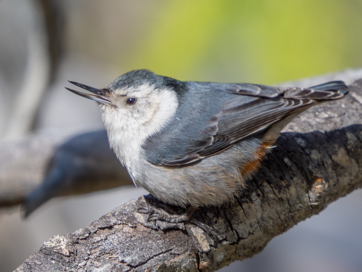 White-breasted Nuthatch - ML617584327