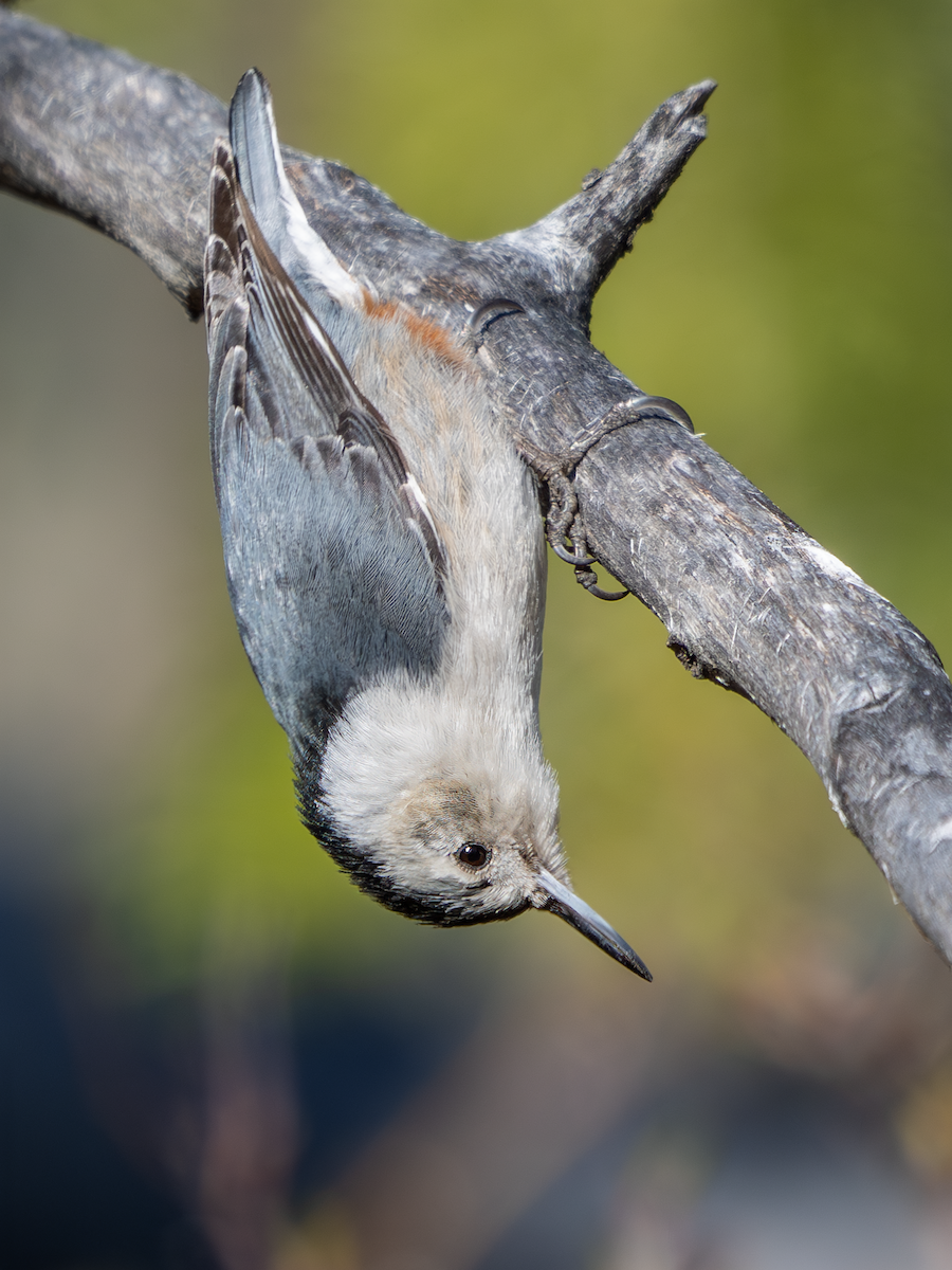 White-breasted Nuthatch - ML617584328
