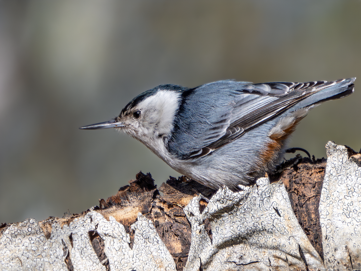 White-breasted Nuthatch - ML617584330