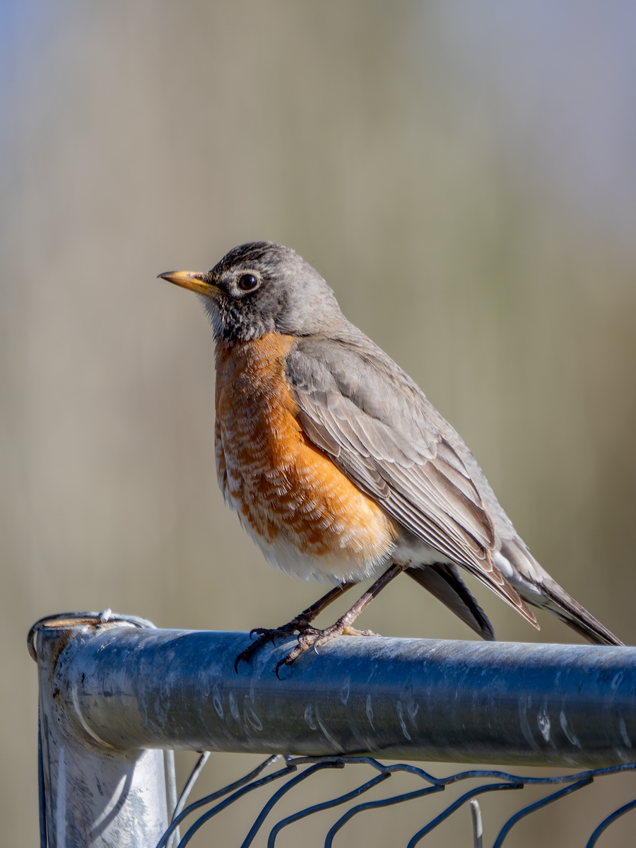 American Robin - ML617584340