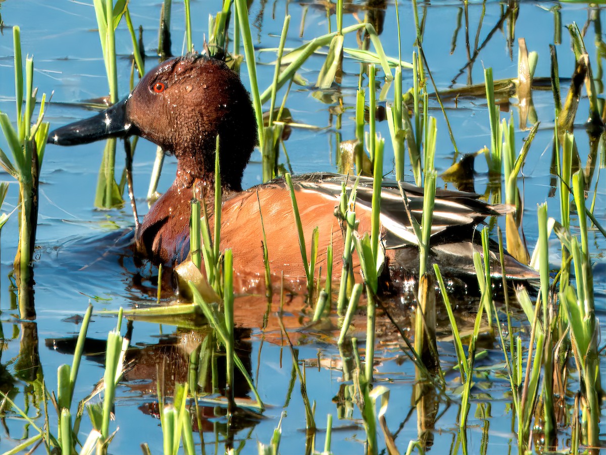 Cinnamon Teal - ML617584383