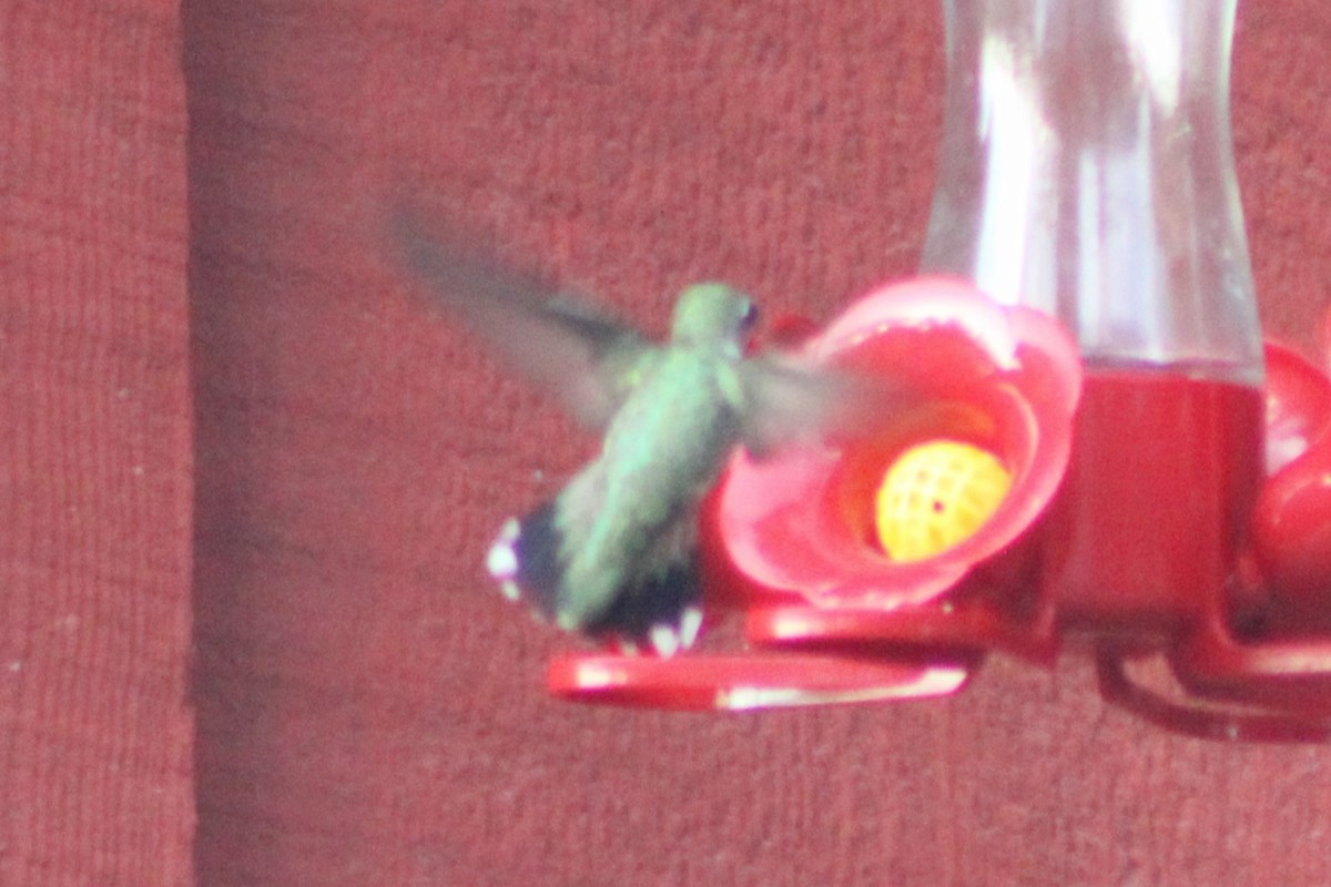 Black-chinned Hummingbird - ML617584392