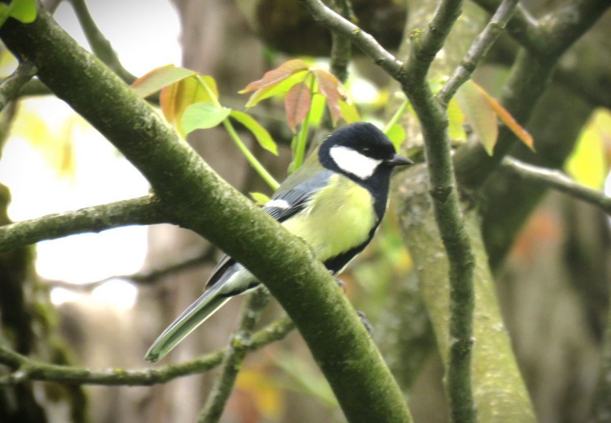 Great Tit - ML617584424