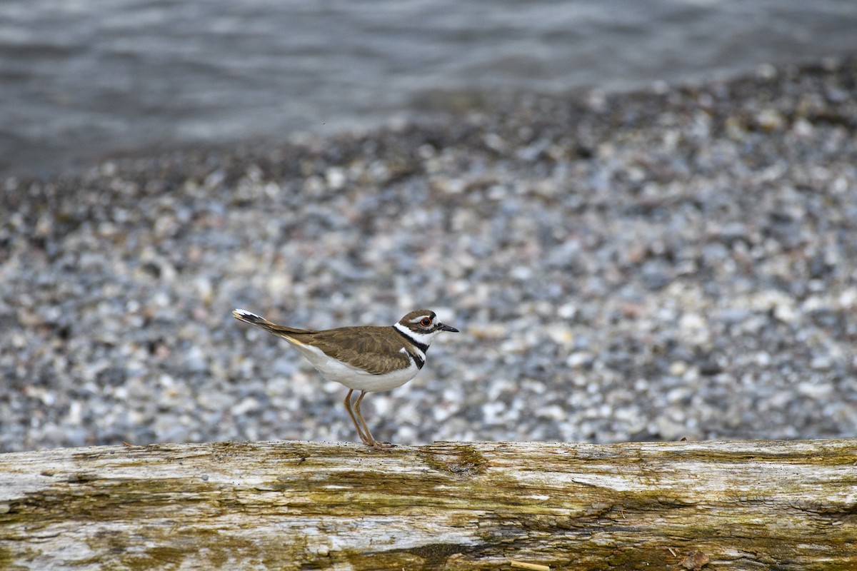 Killdeer - ML617584465