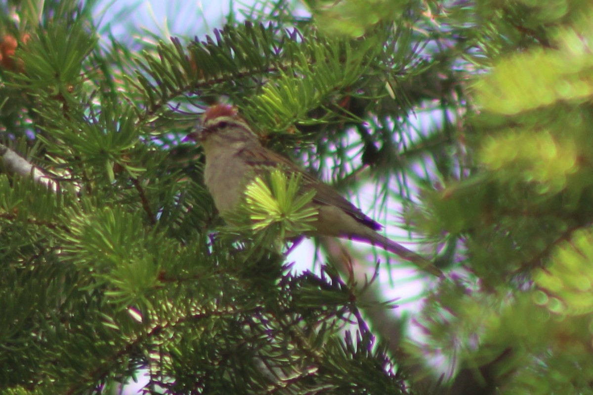 Chipping Sparrow - ML617584488