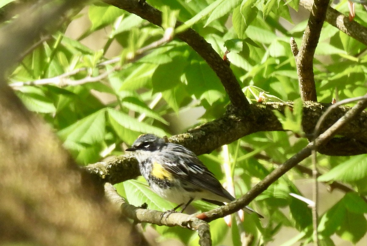 Yellow-rumped Warbler - ML617584490