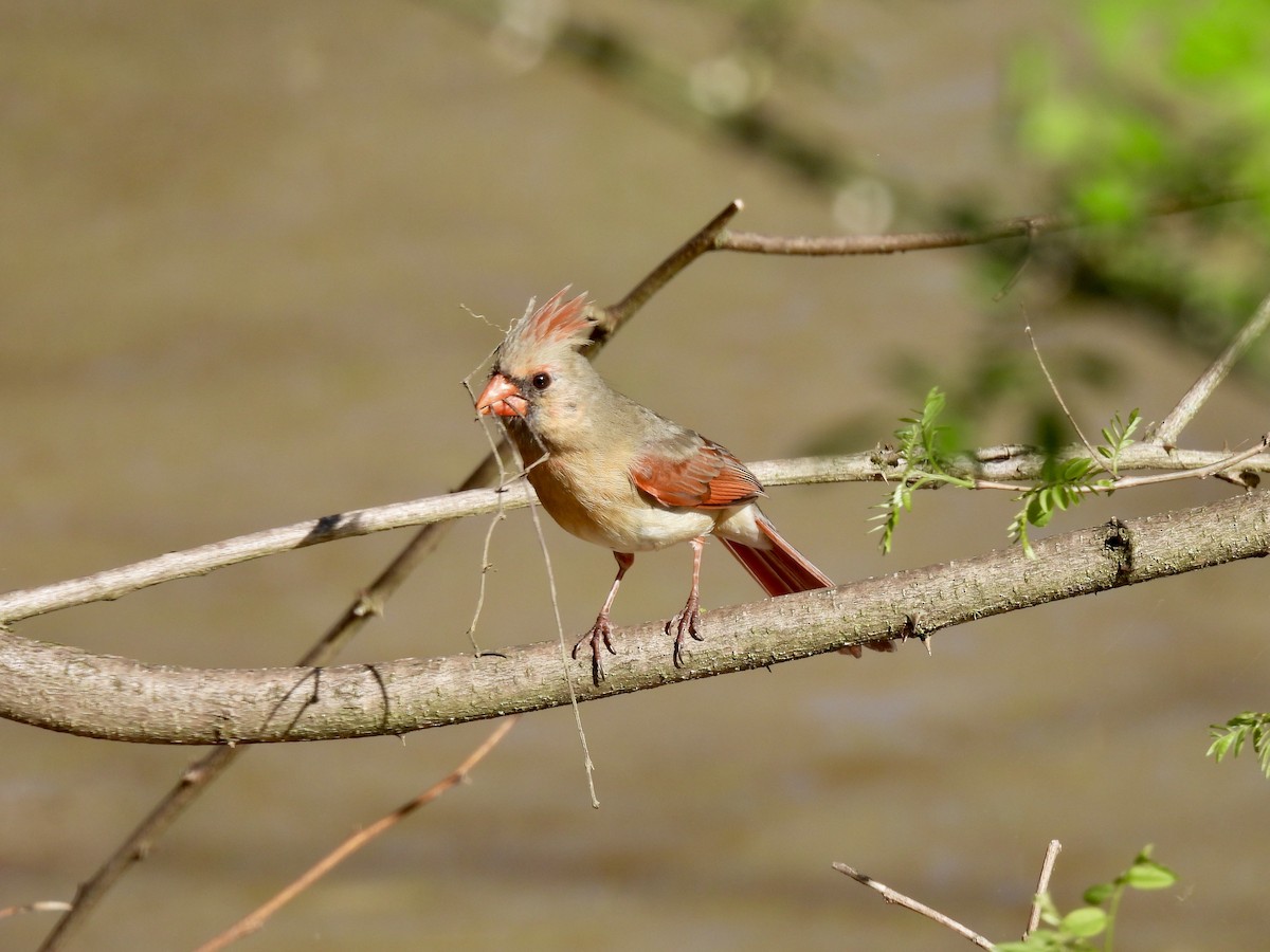 Northern Cardinal - ML617584512