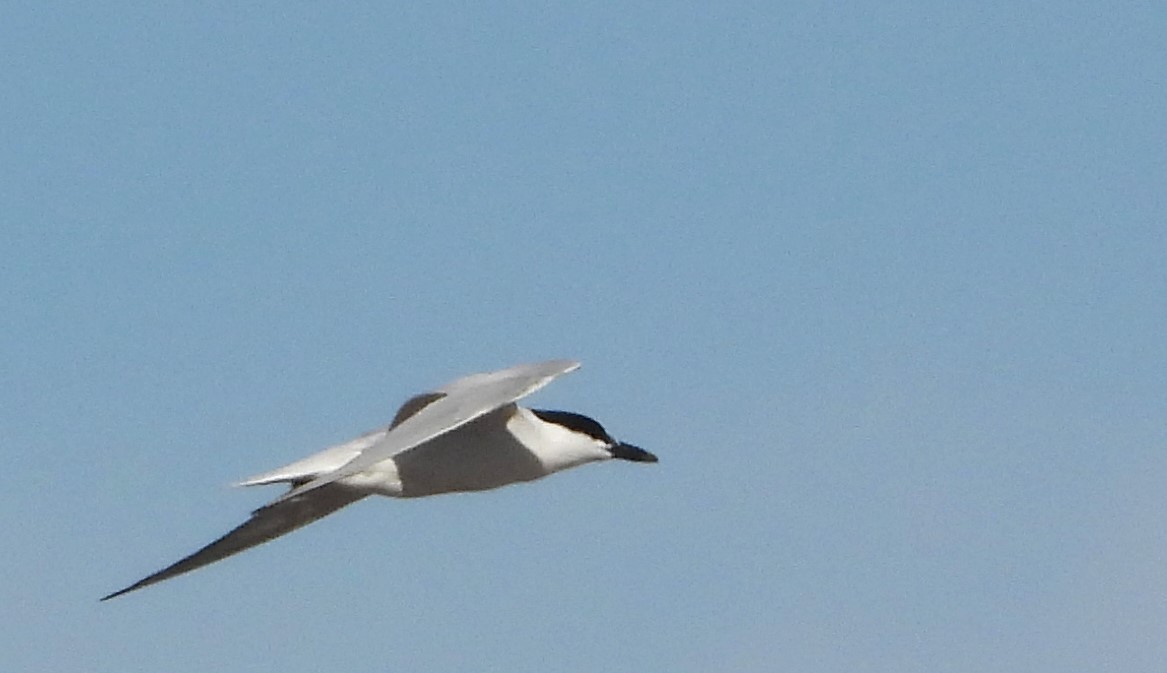 Gull-billed Tern - ML617584595