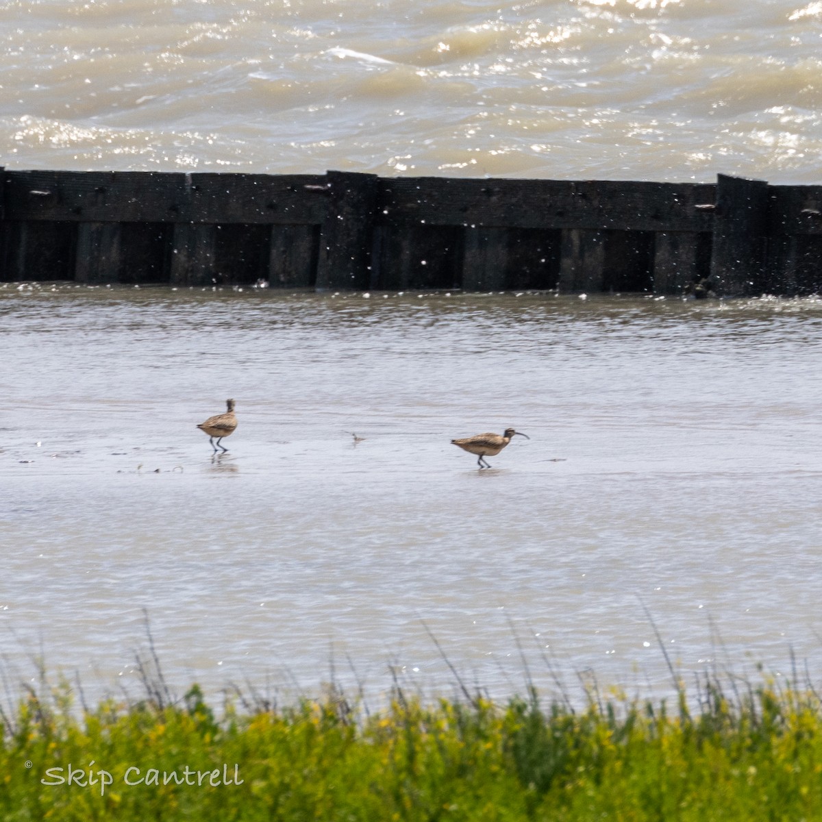 Whimbrel - ML617584642