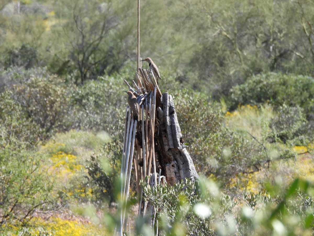 Gilded Flicker - ML617584651