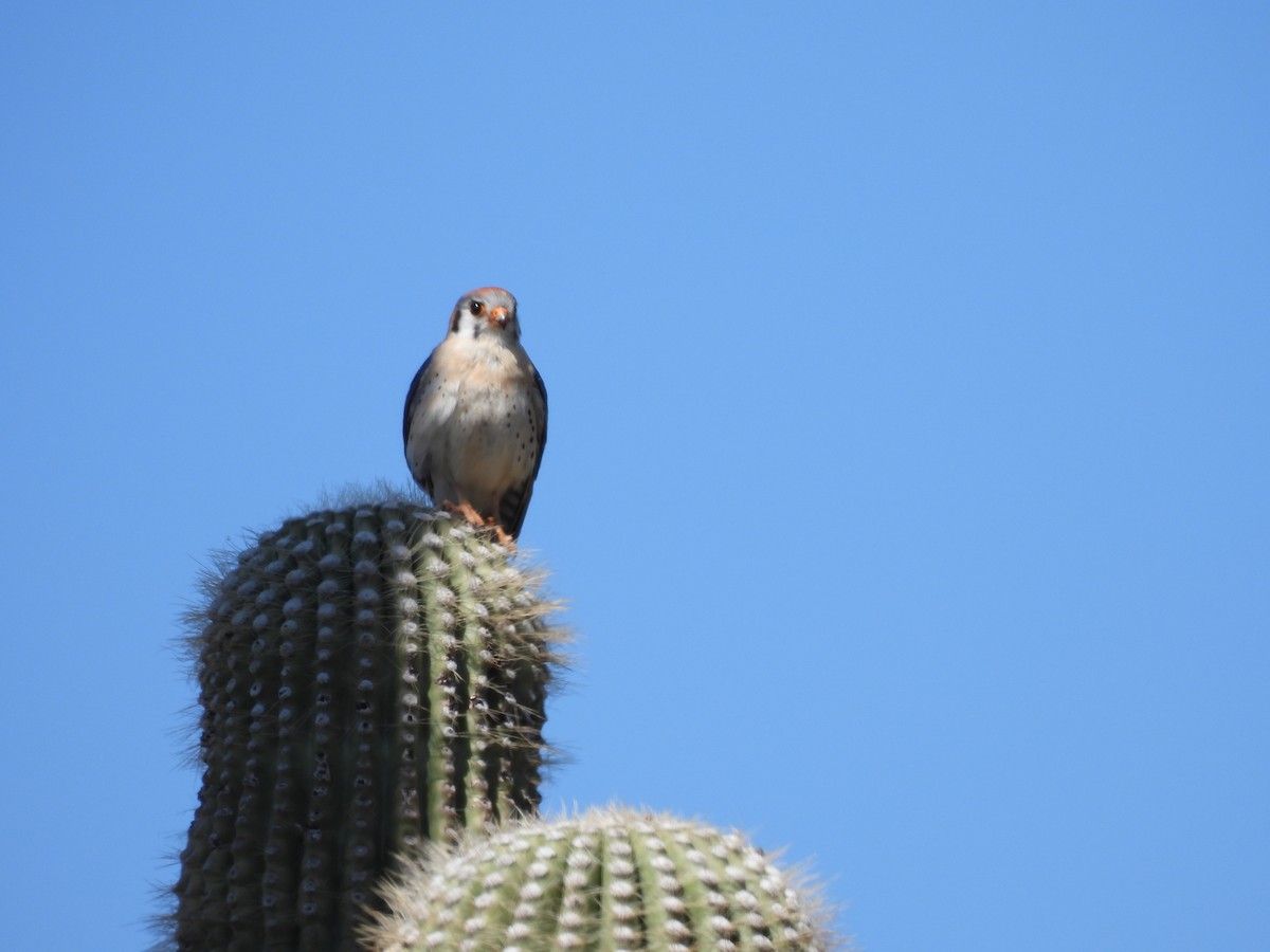 American Kestrel - ML617584654