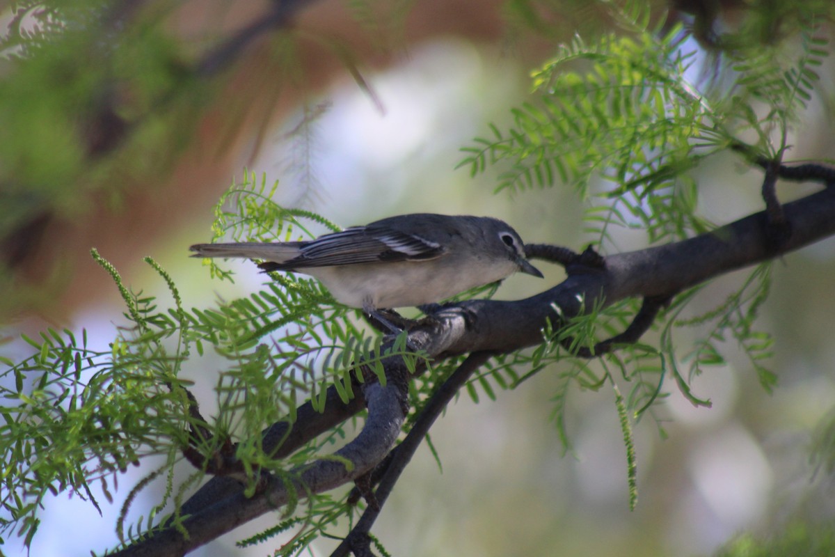 Plumbeous Vireo - ML617584660