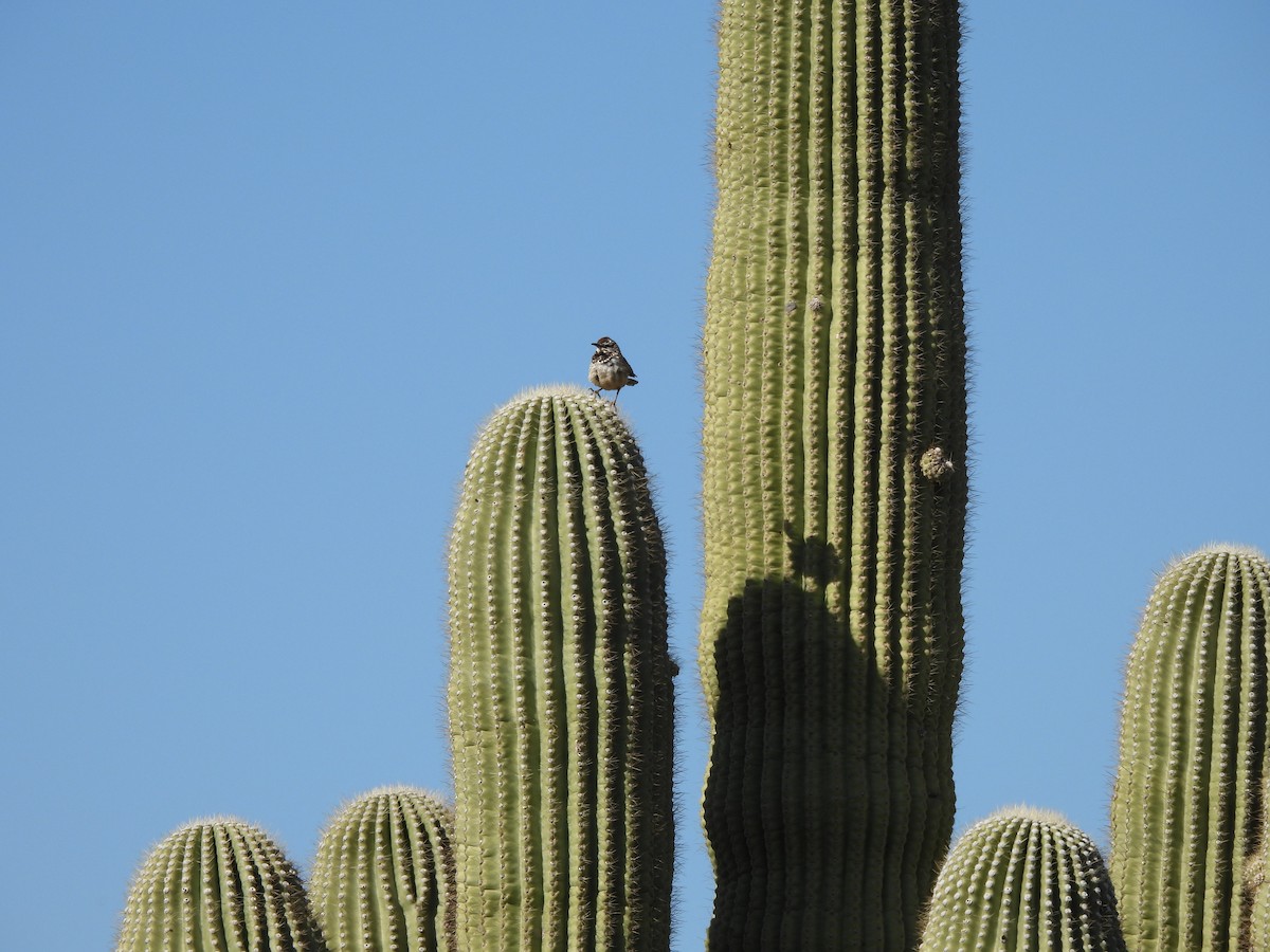 Cactus Wren - ML617584672