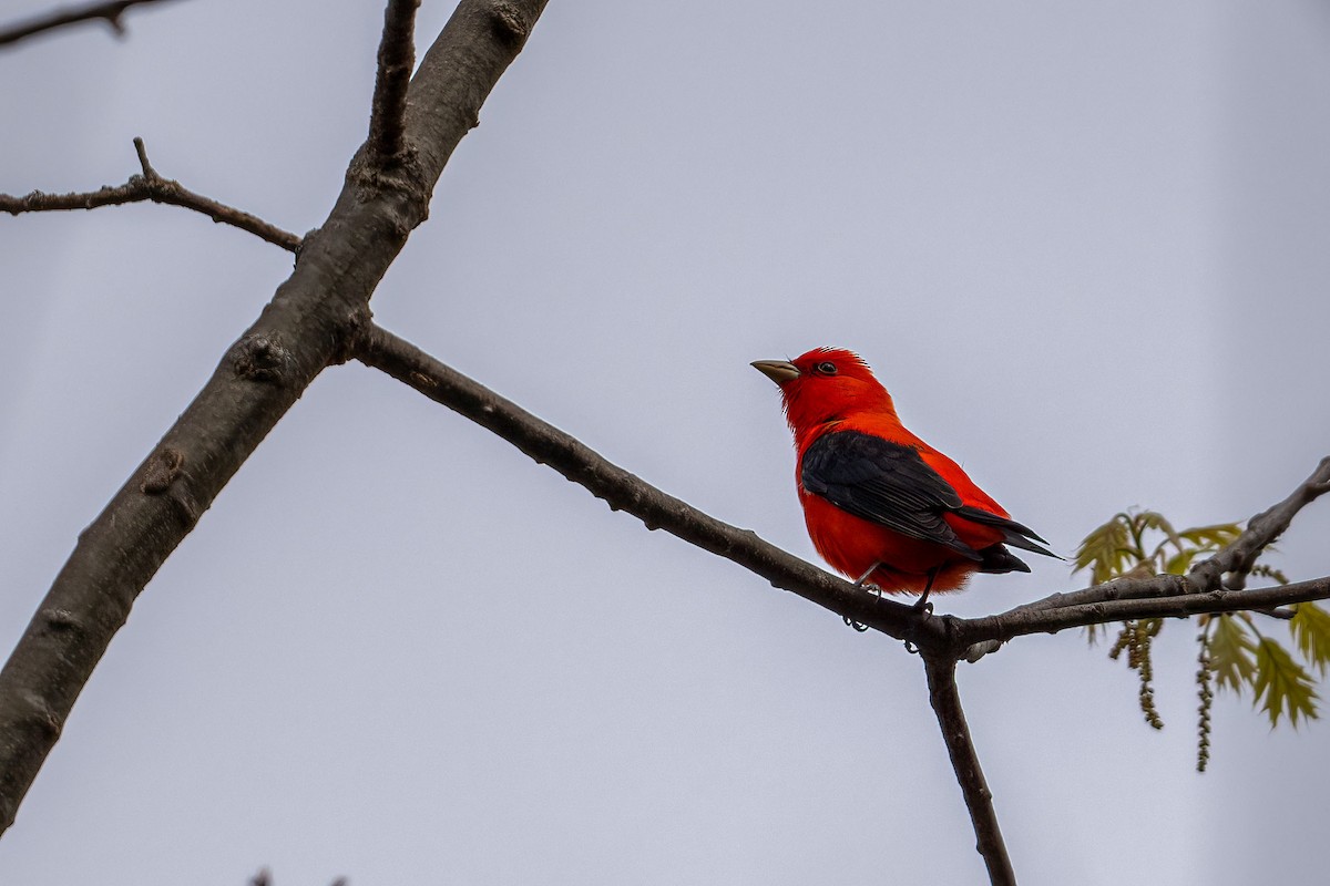 Scarlet Tanager - ML617584712