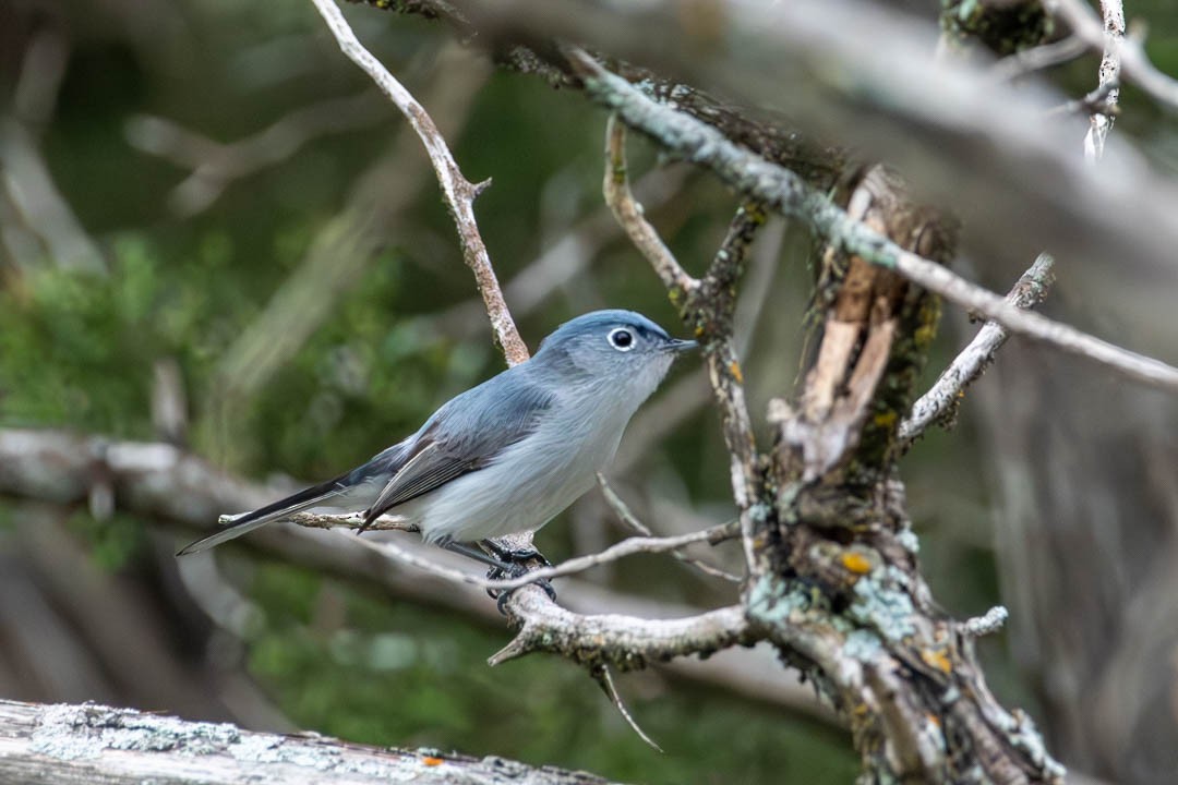 Blue-gray Gnatcatcher - ML617584746