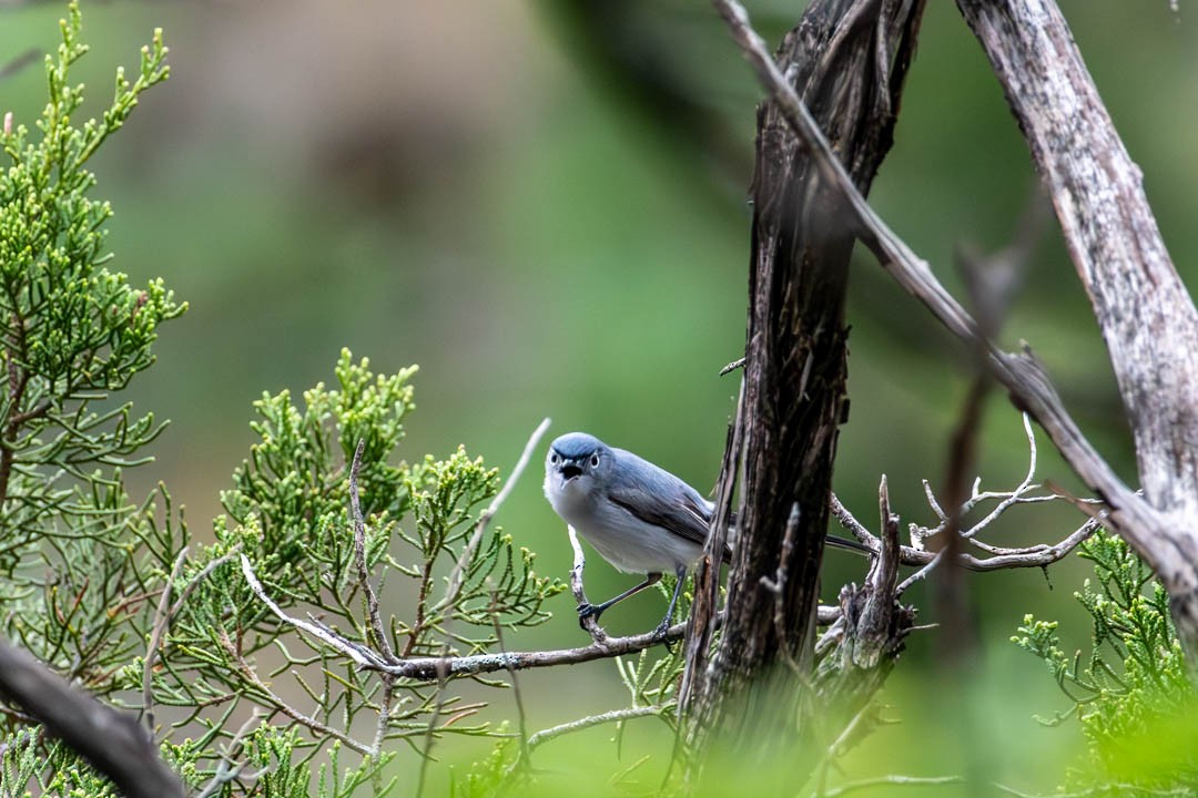 Blue-gray Gnatcatcher - ML617584747